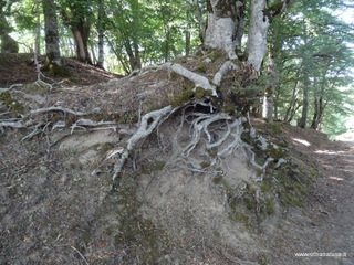 Malabotta Patriarchi